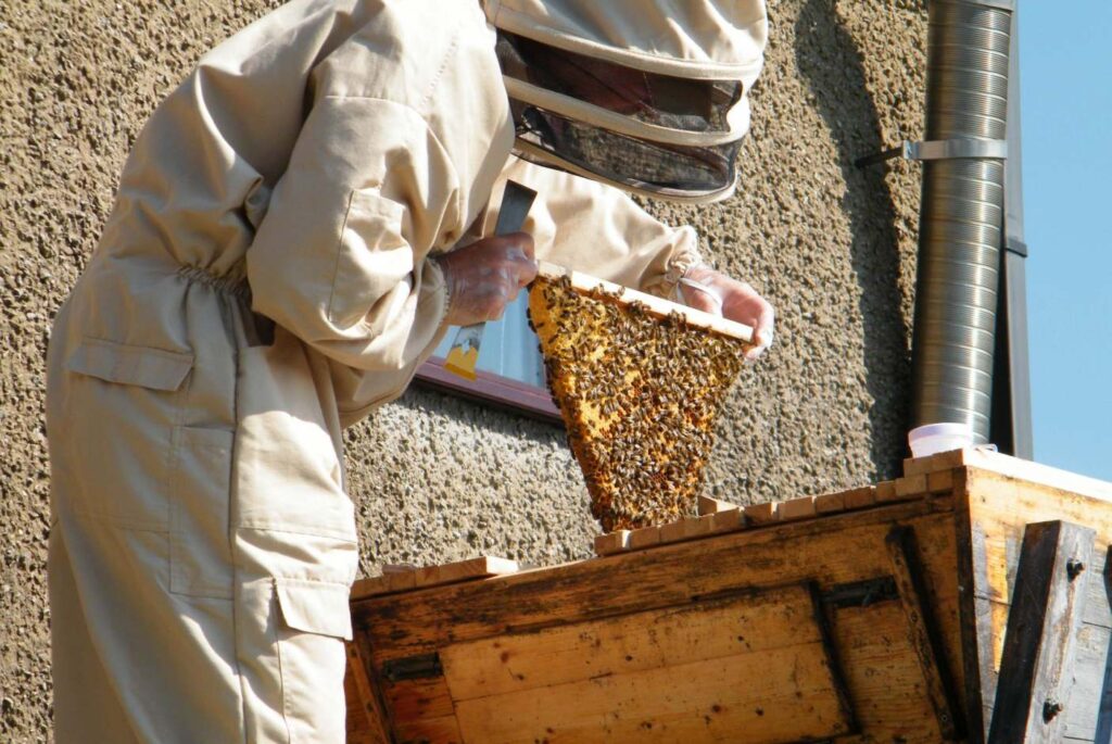 Is Beekeeping Ethical?