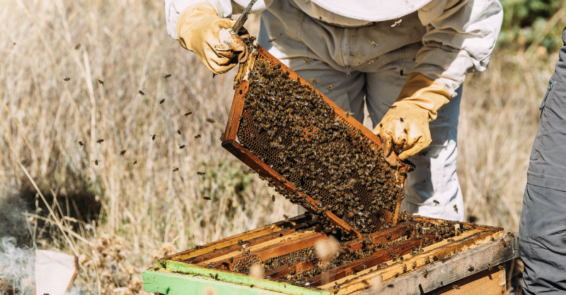 Is Beekeeping Ethical?