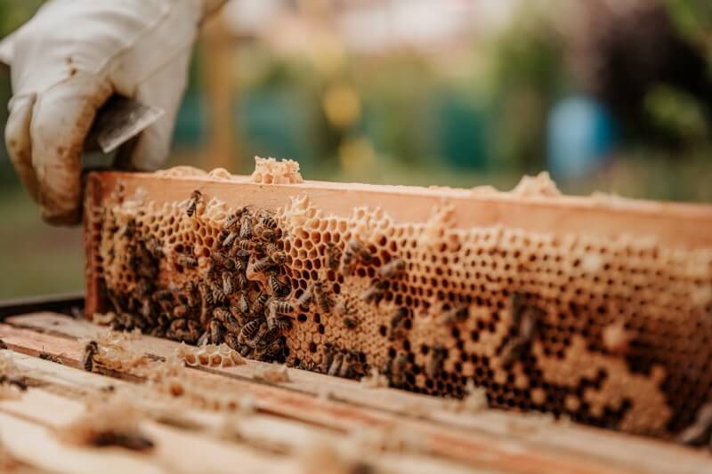 Is Beekeeping Ethical?