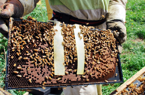 Is Beekeeping Legal In My Area?