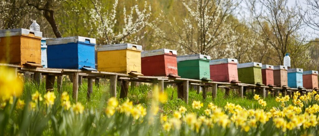 Is Beekeeping Profitable?