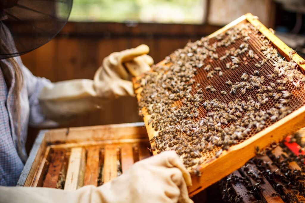 Is Beekeeping Profitable?