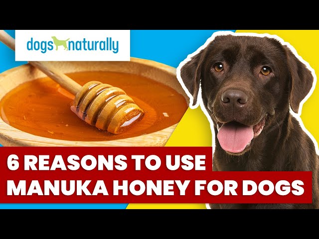 Is Manuka Honey Good For Dogs
