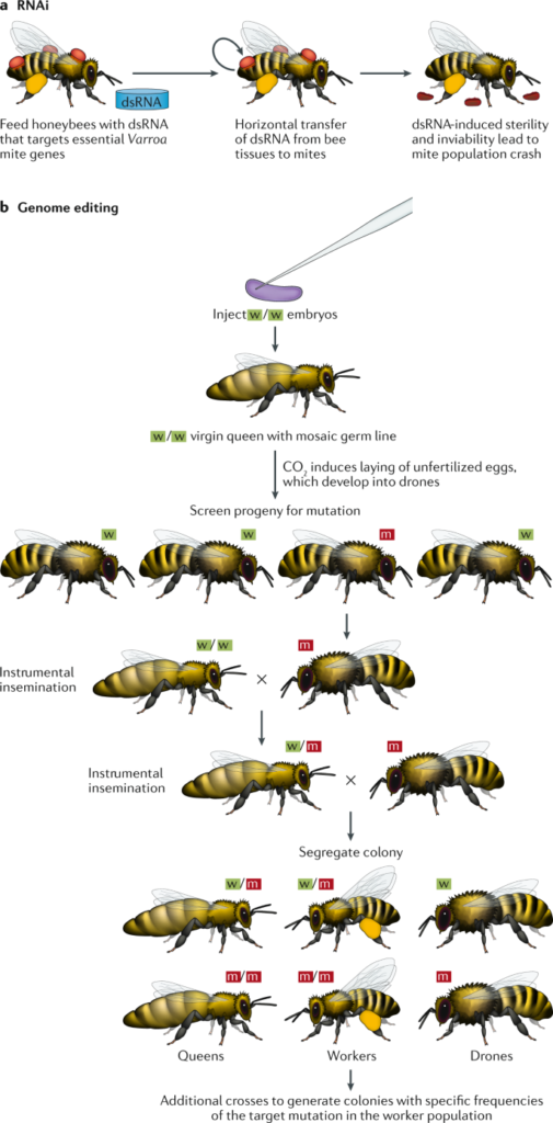 Mastering Bee Genetics: Breeding For Health, Honey, And Harmony!