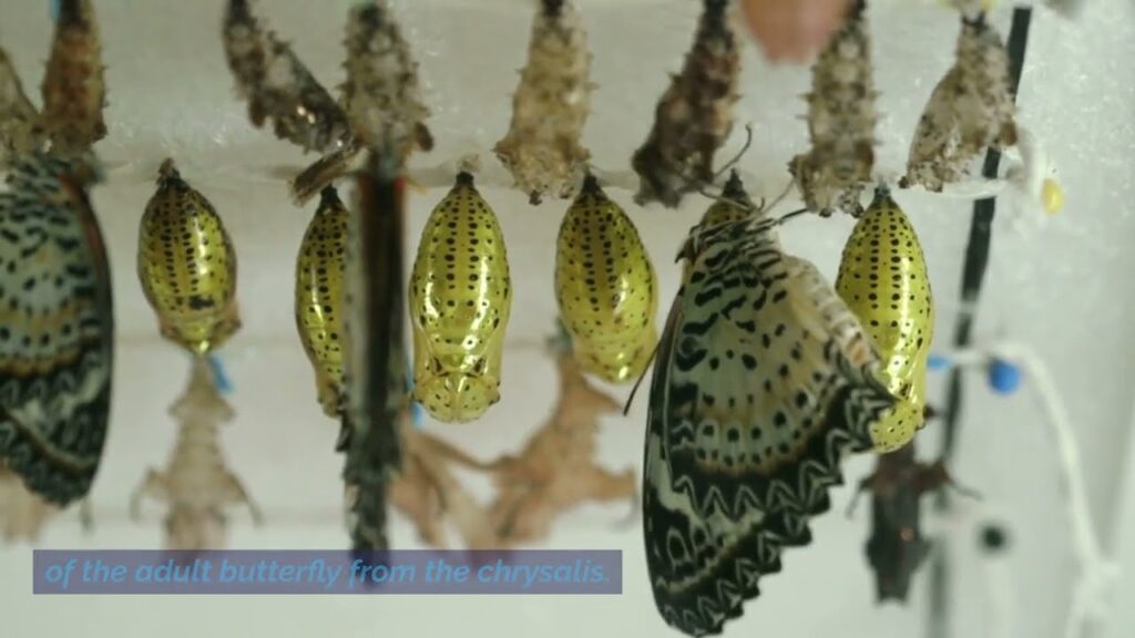 Metamorphosis Magic: The Pupa Stage Unraveled!