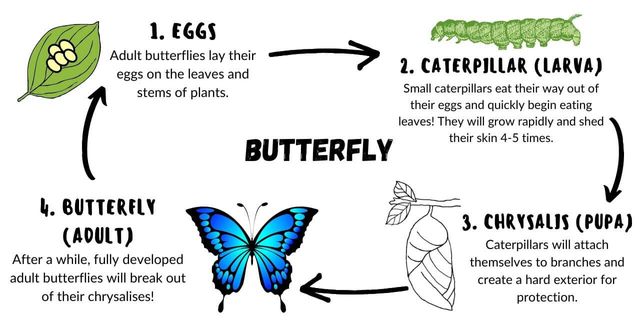 Metamorphosis Magic: The Pupa Stage Unraveled!