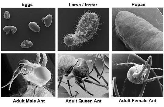 Metamorphosis Magic: The Pupa Stage Unraveled!