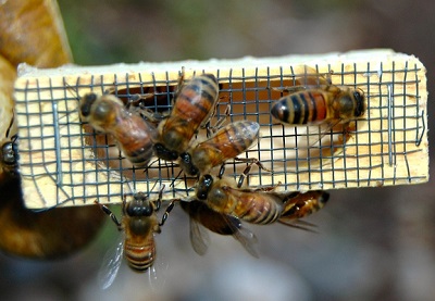 Queen Bee Royalty: The Vital Role Duties Of The Hives Monarch!