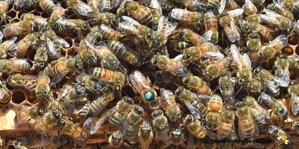 Queen Bee Royalty: The Vital Role Duties Of The Hives Monarch!