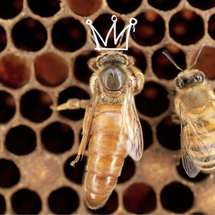 Queen Bee Royalty: The Vital Role Duties Of The Hives Monarch!