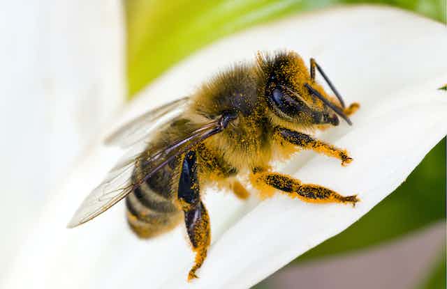 Sensing The World: How Bees Perceive Their Surroundings!