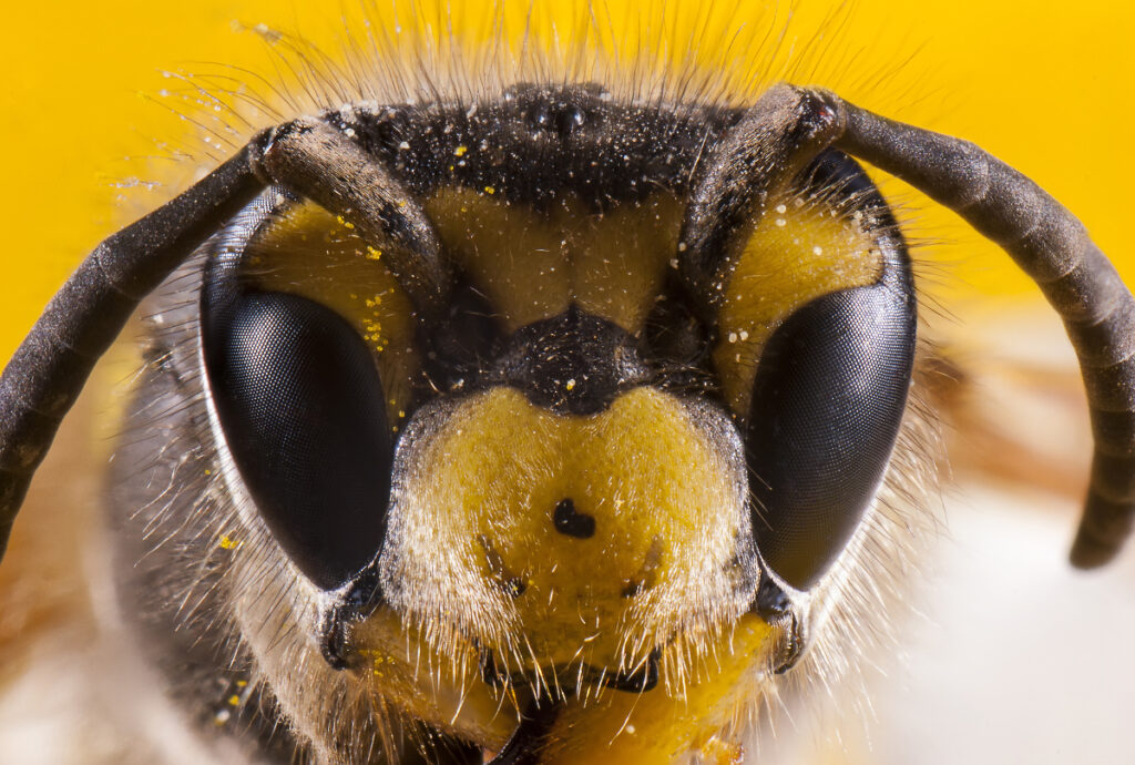 Sensing The World: How Bees Perceive Their Surroundings!