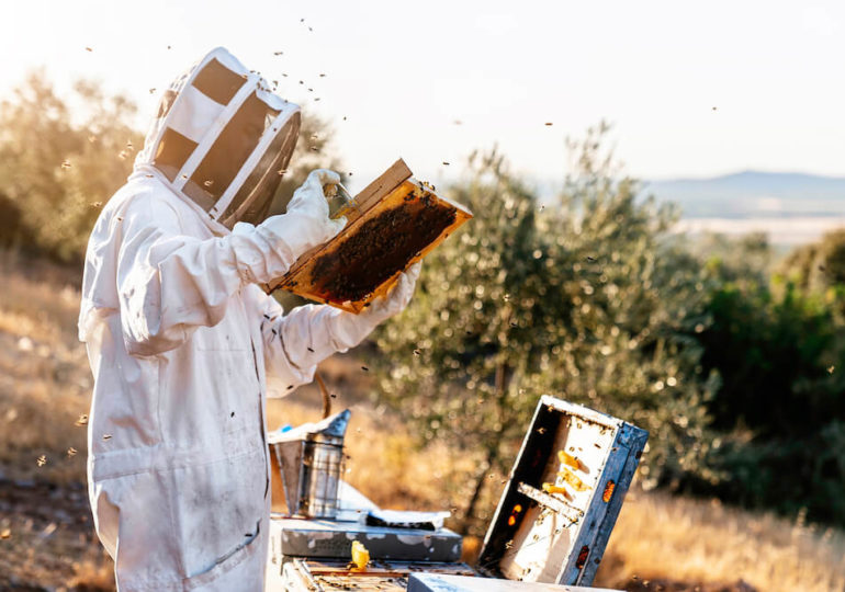 Spring Into Action: Essential Beekeeping Tasks For The Season!