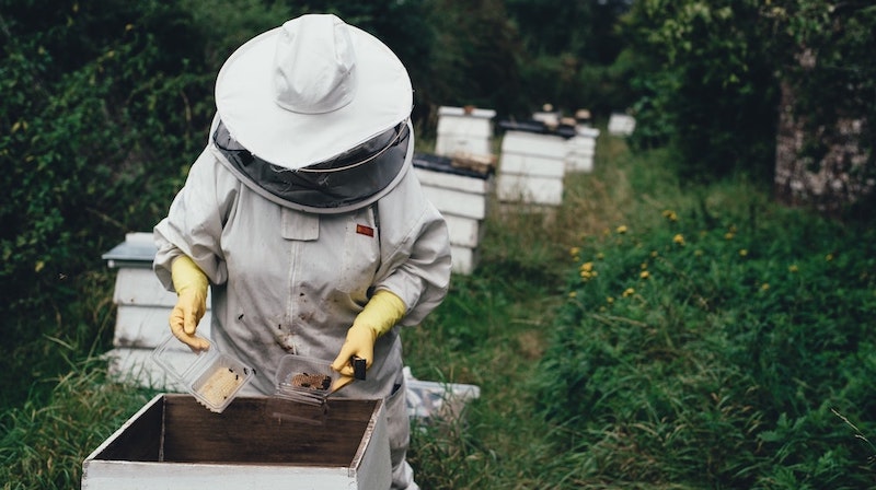 Starting Strong: Top Equipment Choices For Aspiring Beekeepers!