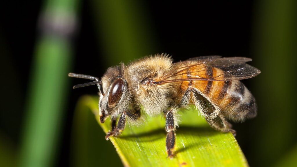 Taming The Buzz: Handling Aggressive Bees Without The Sting!