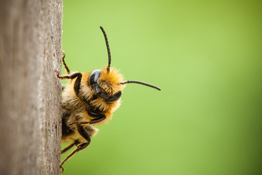 Taming The Buzz: Handling Aggressive Bees Without The Sting!