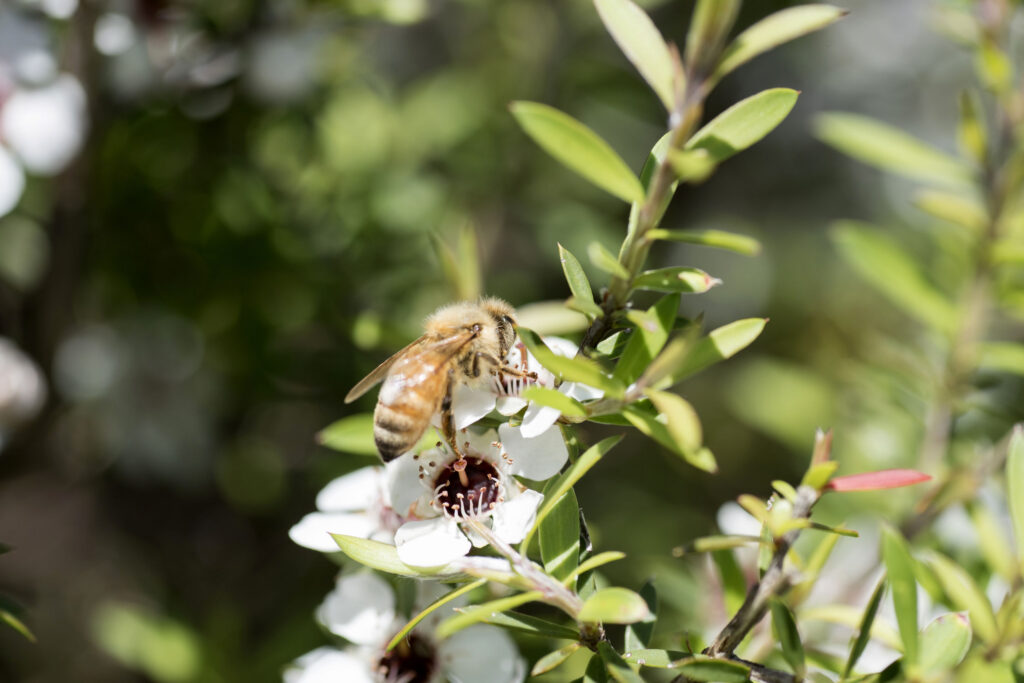 The Buzz about Bees: Exploring the Relationship between Bees, Trees, and Manuka Honey