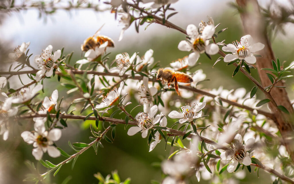 The Fascinating Science Behind Manuka Honeys High Price