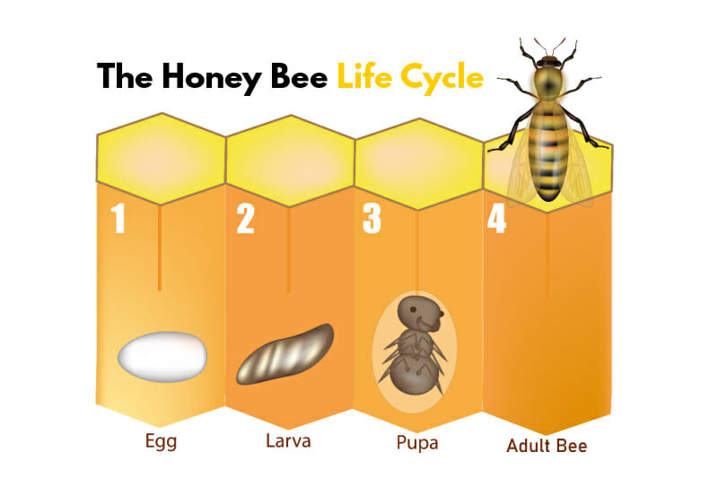 The Pupa Pause: A Crucial Phase In A Bees Life!