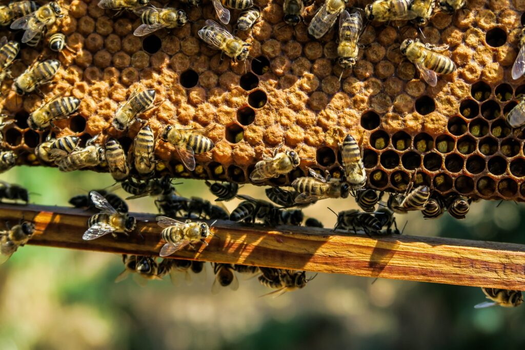 What Are The Benefits Of Beekeeping?