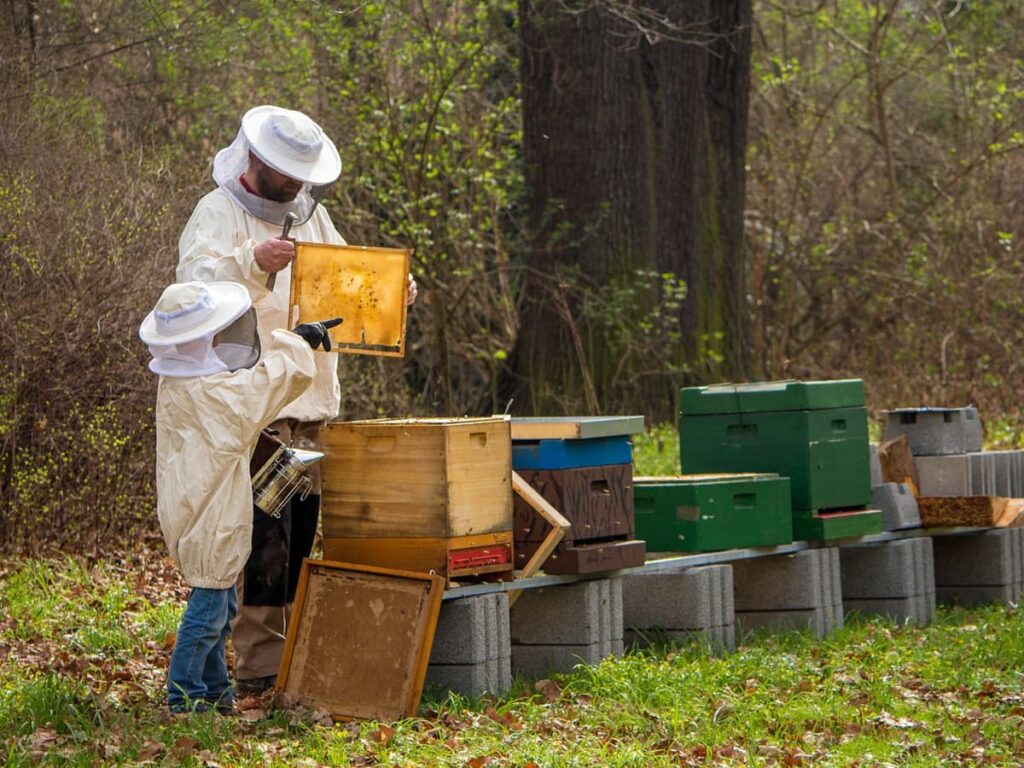 What Are The Benefits Of Beekeeping?