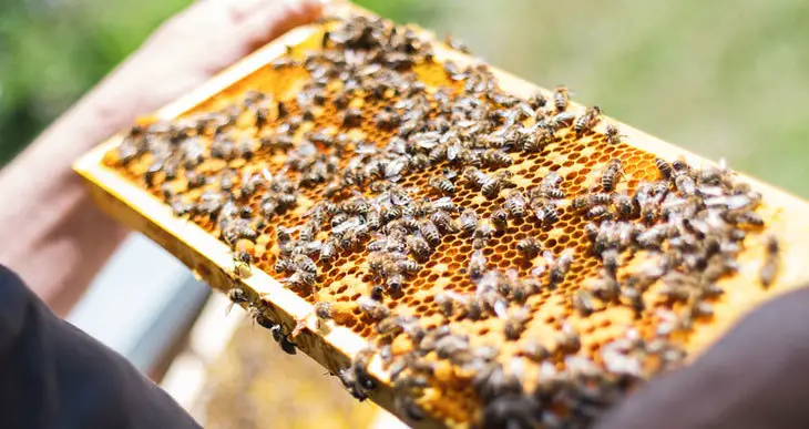 What Are The Benefits Of Beekeeping?