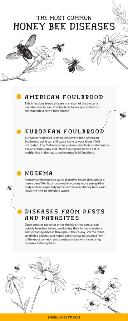 What Are The Diseases That Can Affect Bees?