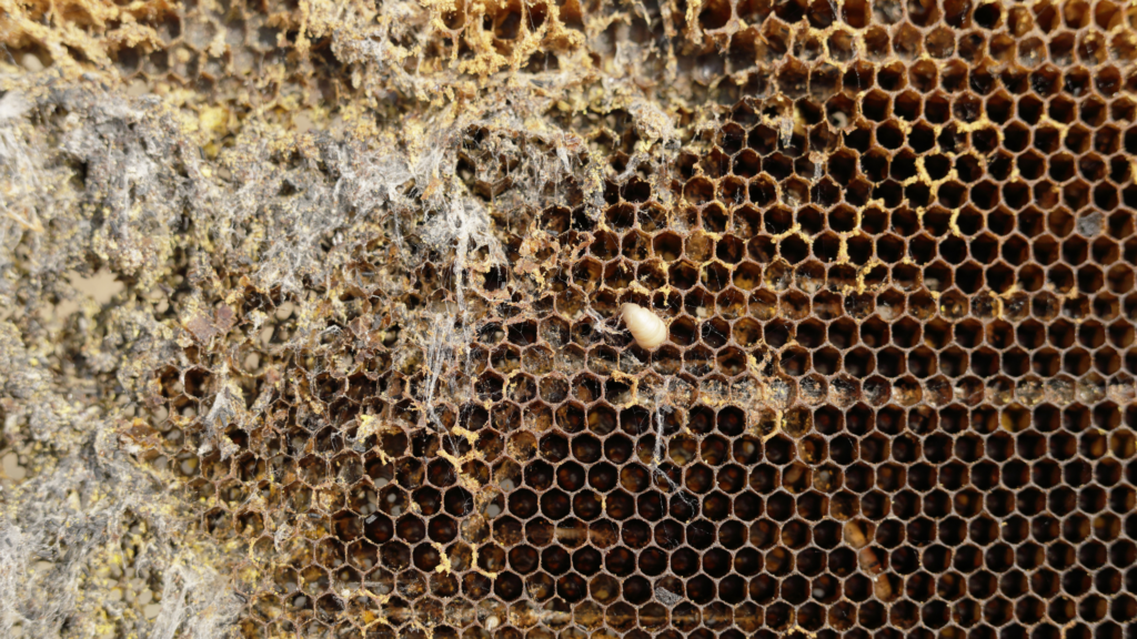 What Are The Diseases That Can Affect Bees?