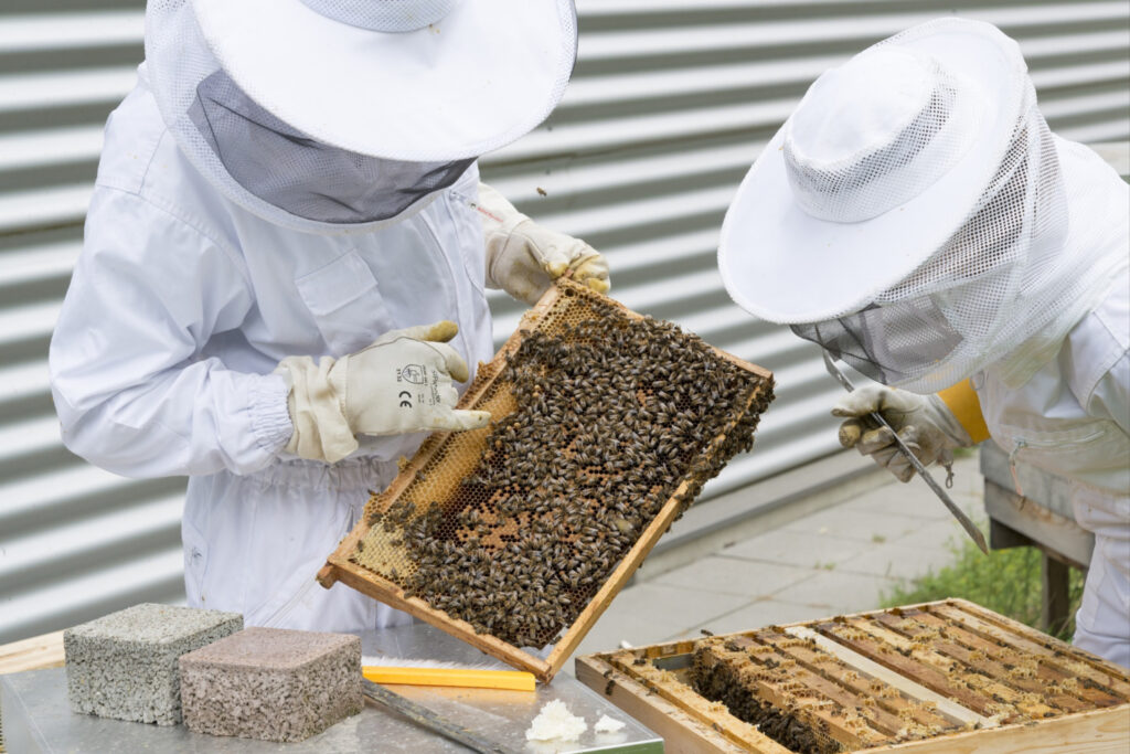 What Are The Regulations For Beekeeping?