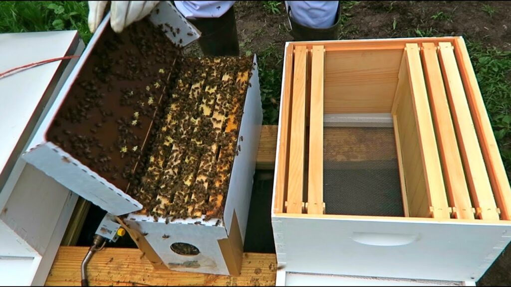 What Is A Nuc In Beekeeping?