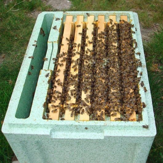 What Is A Nuc In Beekeeping?