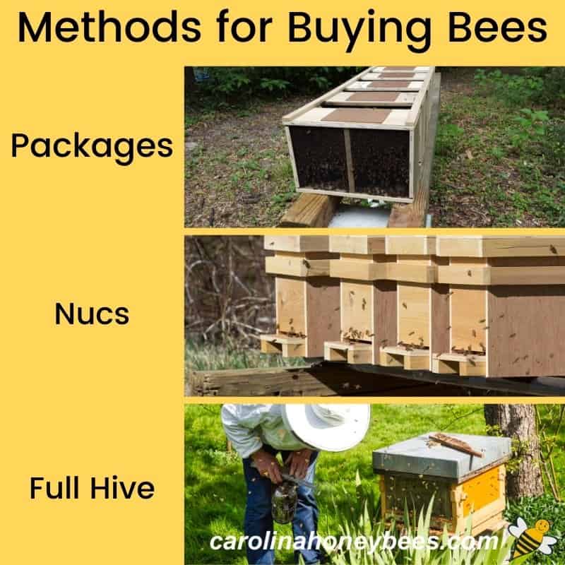 Where Can I Get Bees?