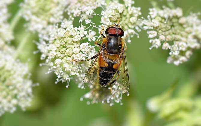 Why Do Beekeepers Live Longer?