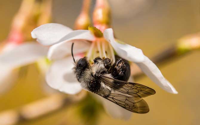 Why Do Beekeepers Live Longer?