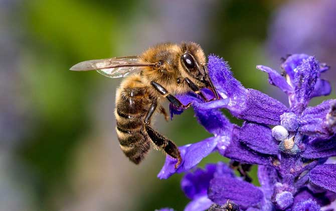 Why Do Beekeepers Live Longer?