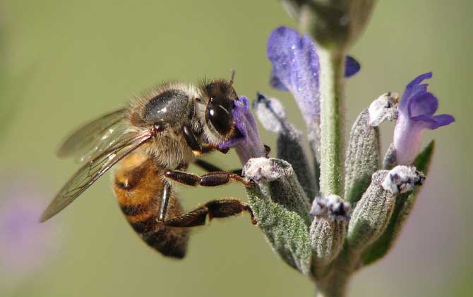 Why Do Beekeepers Live Longer?