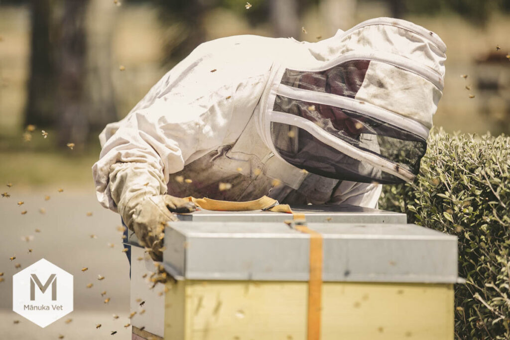Why Do Beekeepers Wear White?