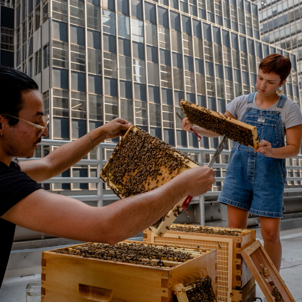 Workers World: From Honey Making To Hive Cleaning!