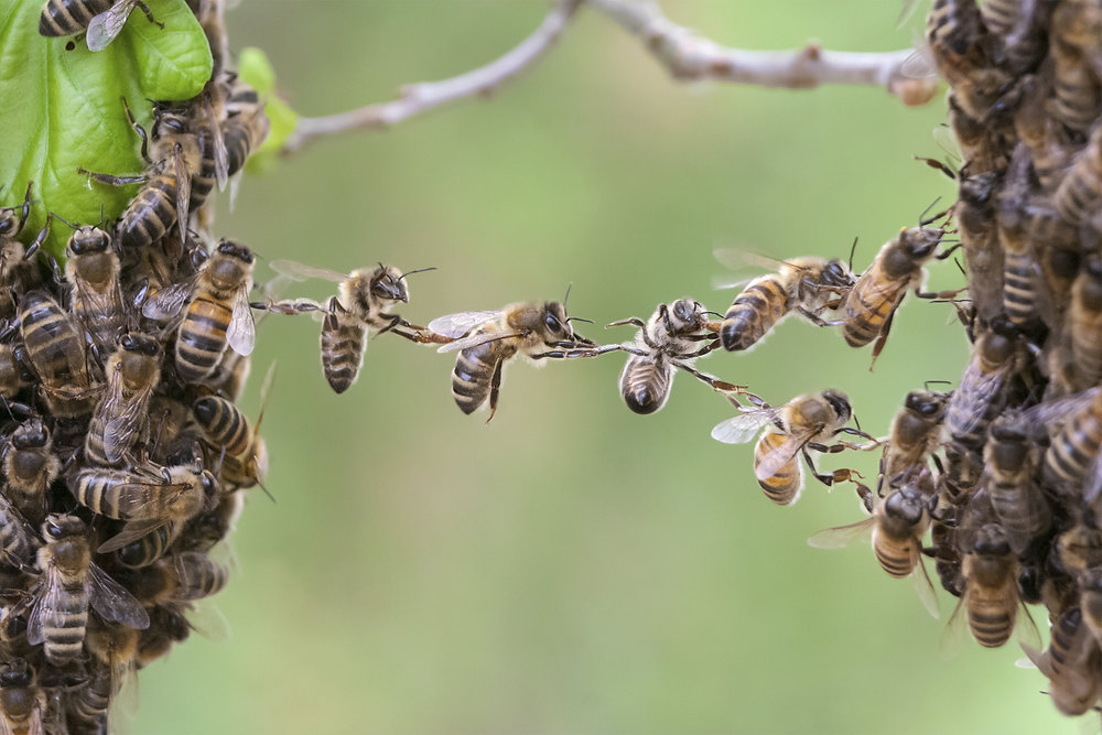 Workers World: From Honey Making To Hive Cleaning!