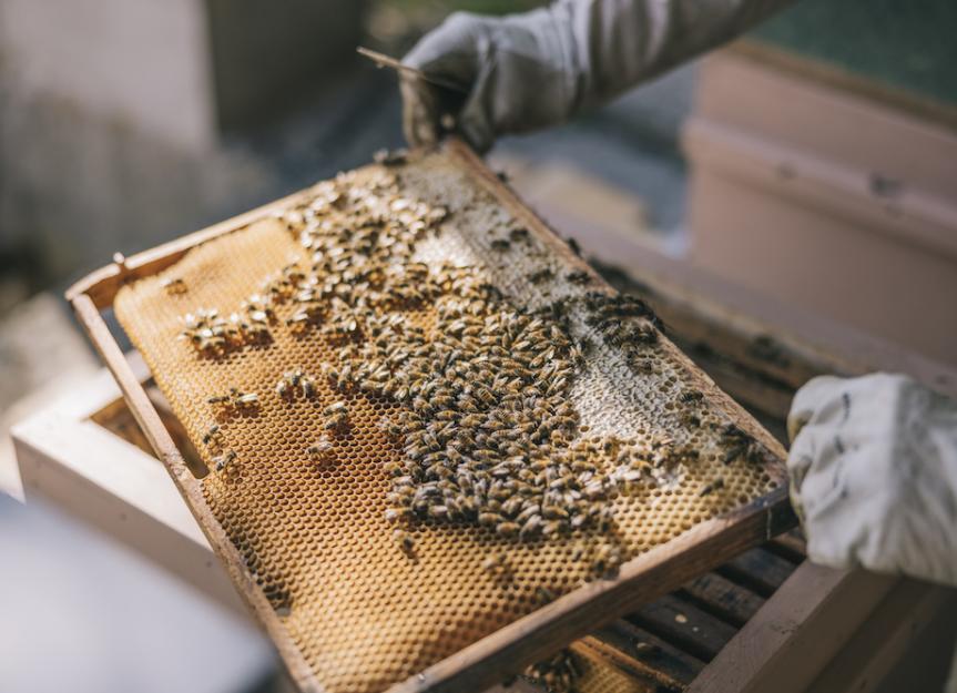 Beekeeping 101: How To Harvest Honey Like A Pro