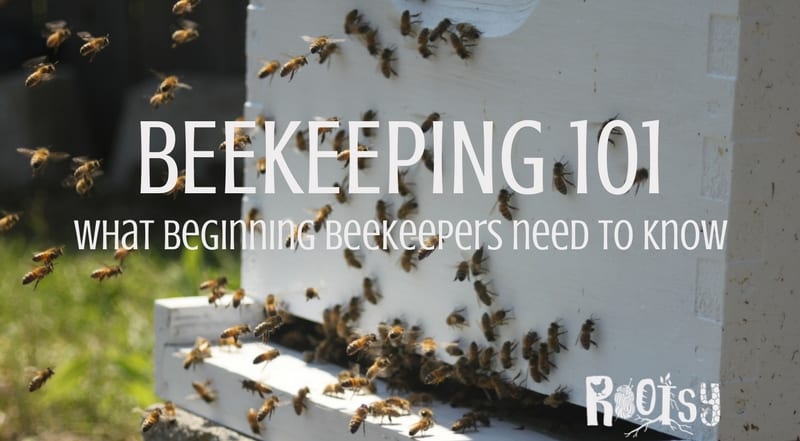Beekeeping 101: How To Harvest Honey Like A Pro