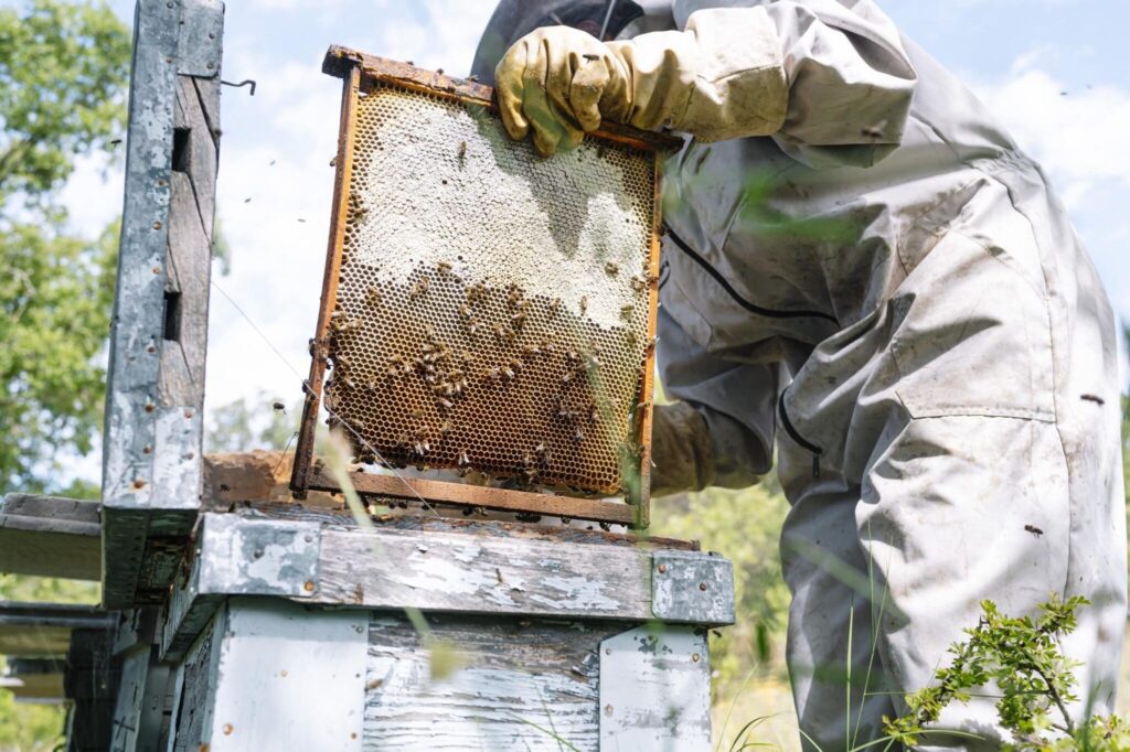 Beekeeping For Sustainability: How Bees Can Save Our Ecosystem