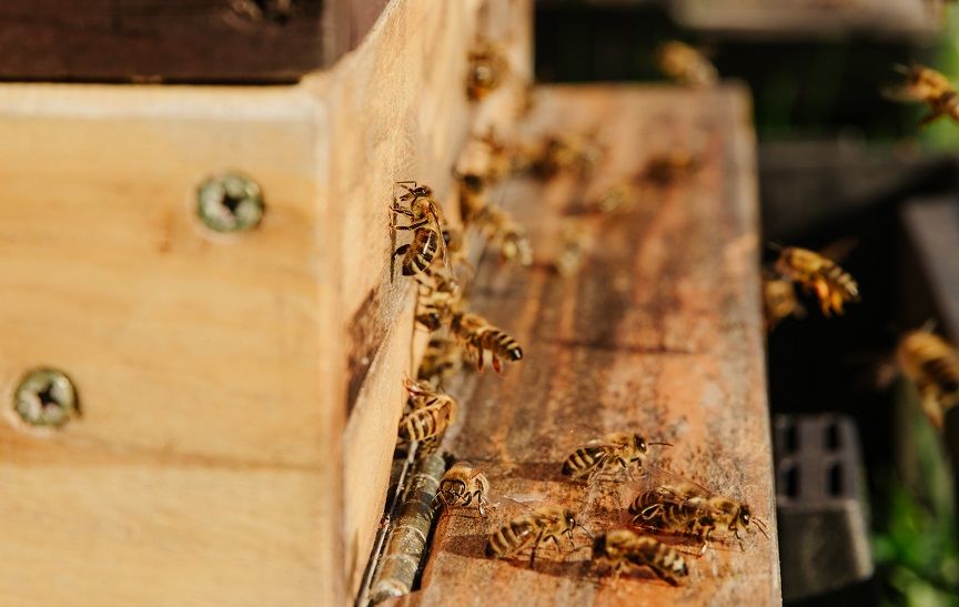Beekeeping In Changing Climates: Adapting To Weather Extremes