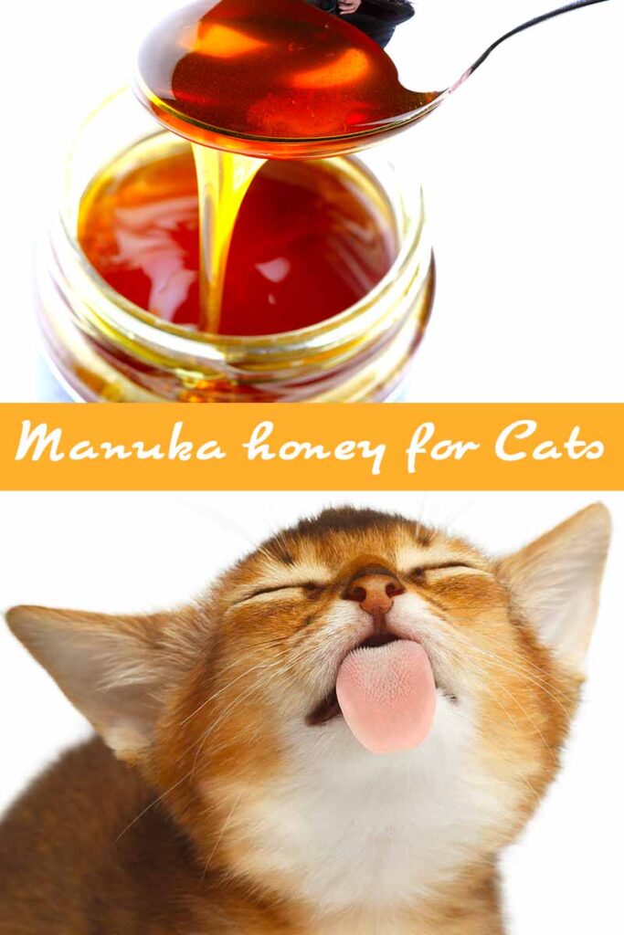 Benefits of Manuka Honey for Cats