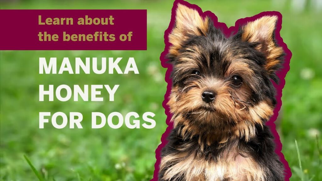 Can Dogs Benefit from Manuka Honey