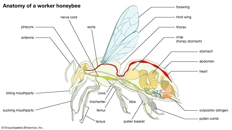 From Buzz To Sting: How A Bees Anatomy Supports Its Lifestyle