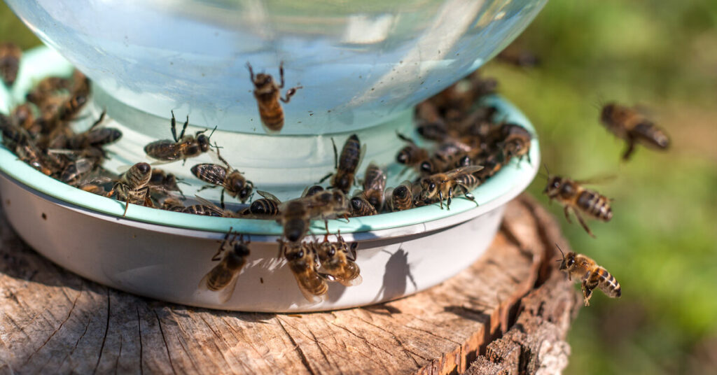 From Garden To Glass: Crafting Honey-Infused Beverages With Your Own Bees
