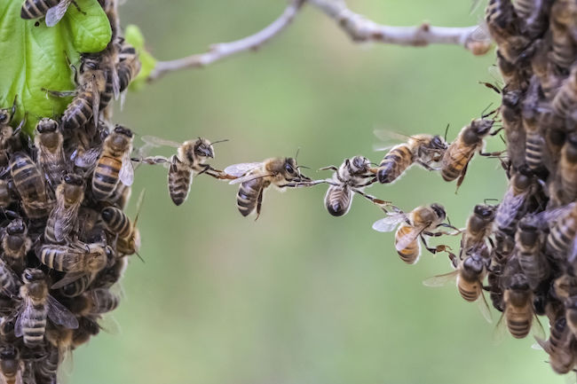 How Can I Help Bees In My Community?