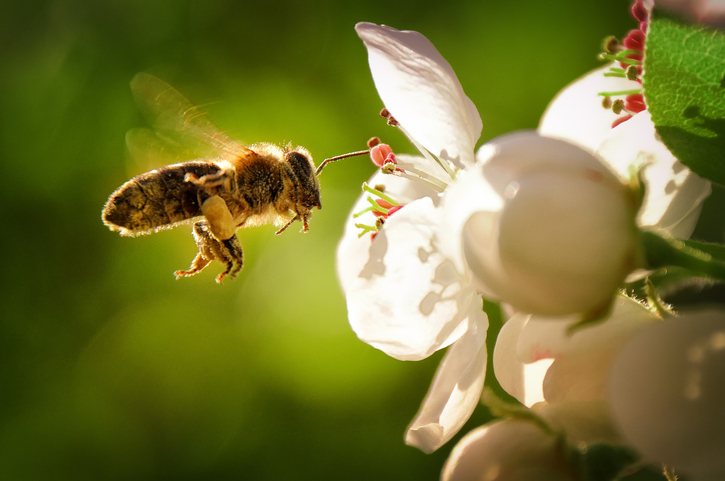 How Can I Help Bees In My Community?