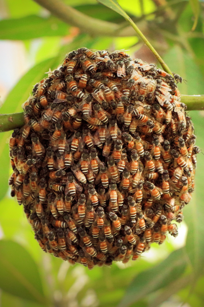 How Can I Help My Bees Survive The Winter?